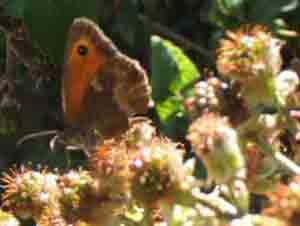 Meadow brown butterfly, 4 August 2007